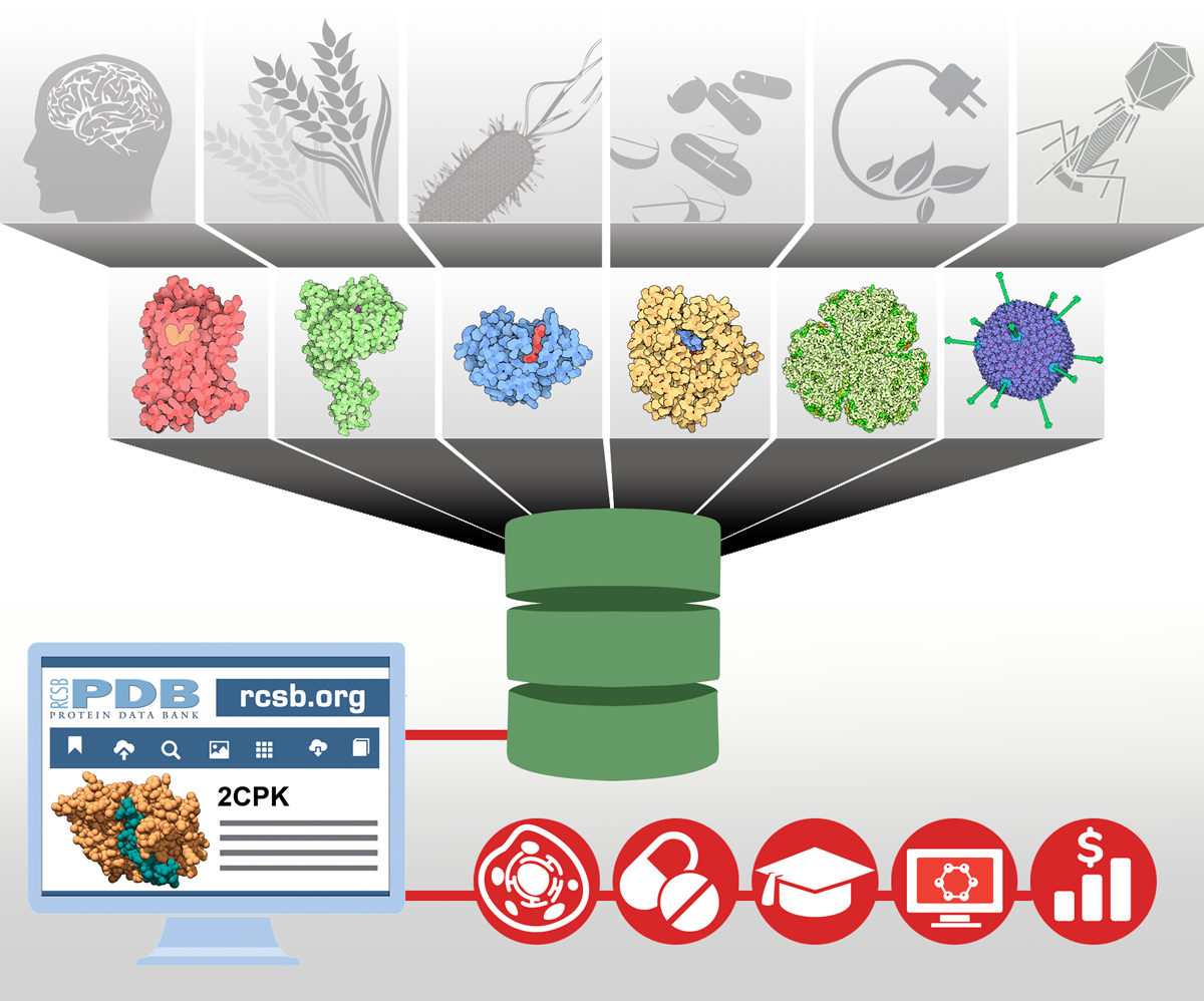 RCSB PDB: About RCSB PDB