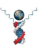 Maxim Biomedical, Inc.